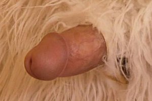 美国69pdjizz